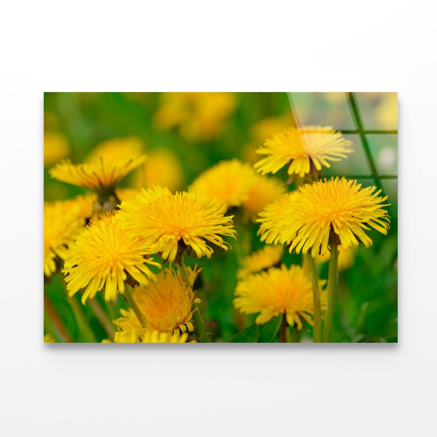 A Group of Yellow Flowers Close-Up View Acrylic Glass Print Tempered Glass Wall Art 100% Made in Australia Ready to Hang