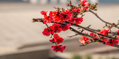 Red Japanese Quince Maules Flower Blooming Wall Art Canvas Office Home Room Framed 120x60cm