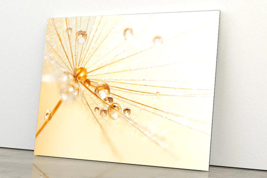 Dandelion With Water Droplets Acrylic Glass Print Tempered Glass Wall Art 100% Made in Australia Ready to Hang