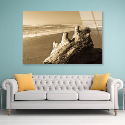 Old Log Driftwood Washed Up on Beach in Sepia Tones Acrylic Glass Print Tempered Glass Wall Art 100% Made in Australia Ready to Hang