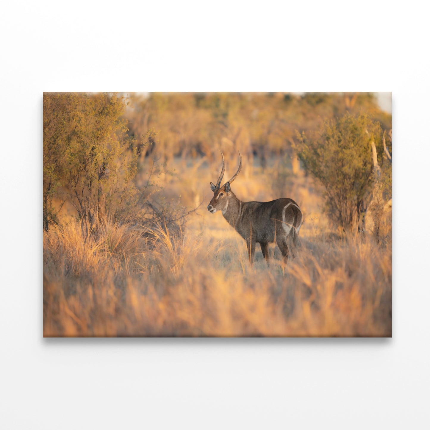 Waterbuck Close-Up in Uganda Wall Art Decor 100% Australian Made - Bella Home Decor