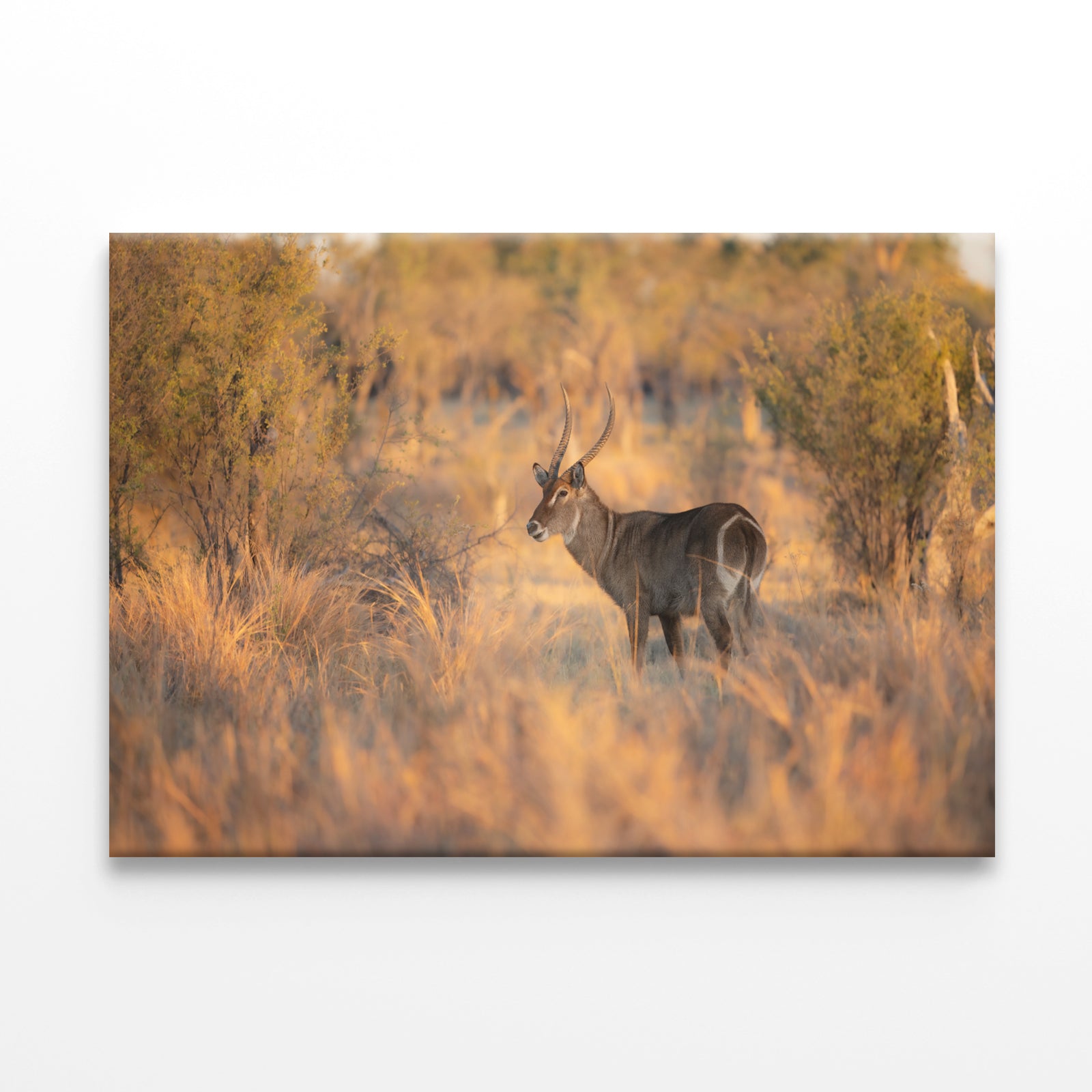 Waterbuck Close-Up in Uganda Wall Art Decor 100% Australian Made - Bella Home Decor