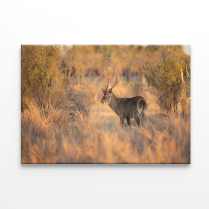 Waterbuck Close-Up in Uganda Wall Art Decor 100% Australian Made - Bella Home Decor