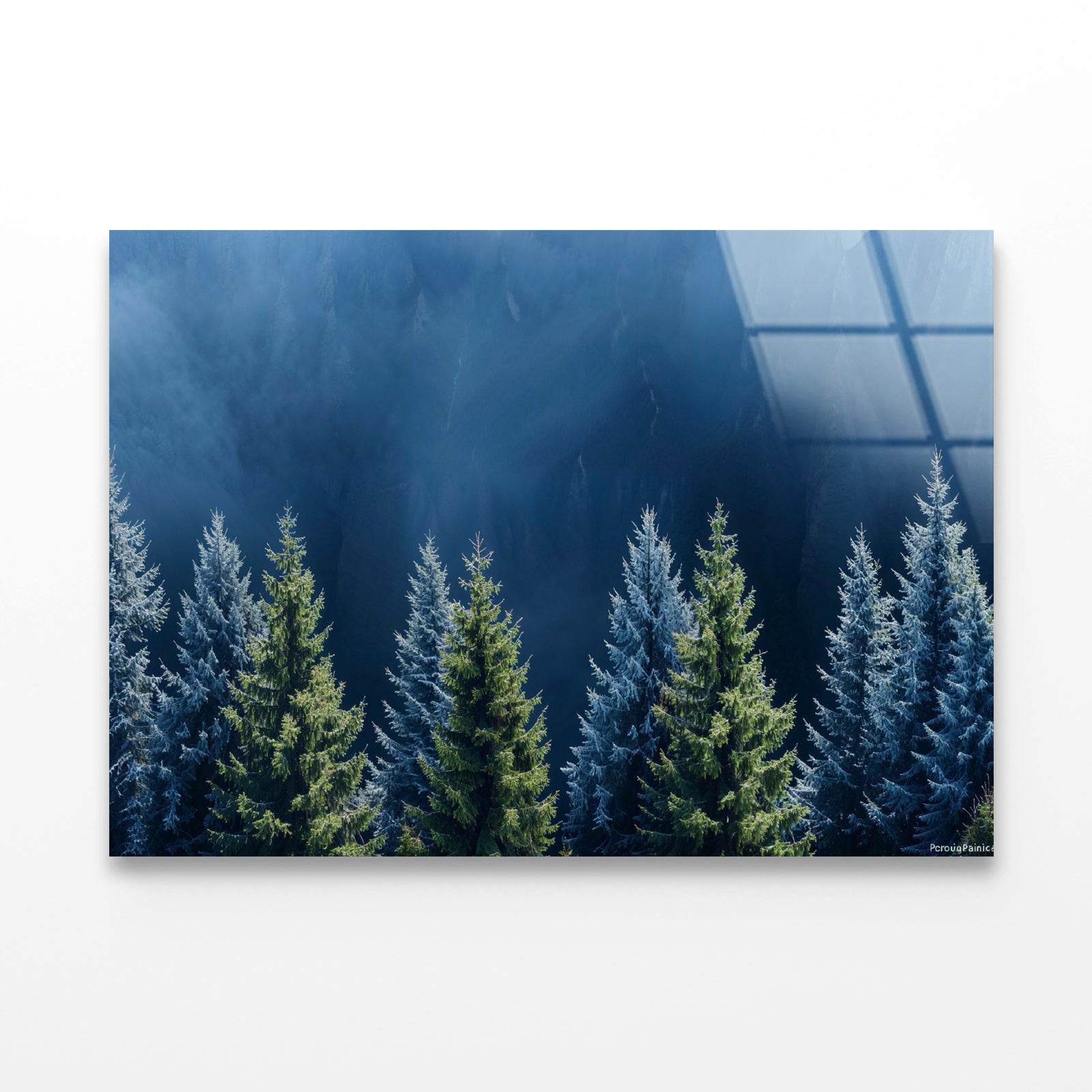 Forest Of Pine Trees Acrylic Glass Print Tempered Glass Wall Art 100% Made in Australia Ready to Hang - Bella Home Decor
