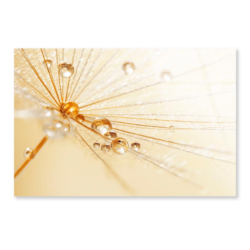 Dandelion With Water Droplets Acrylic Glass Print Tempered Glass Wall Art 100% Made in Australia Ready to Hang