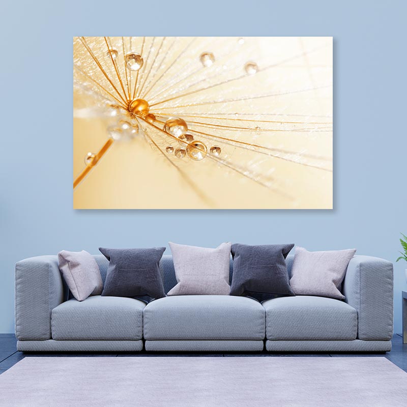 Dandelion With Water Droplets Acrylic Glass Print Tempered Glass Wall Art 100% Made in Australia Ready to Hang