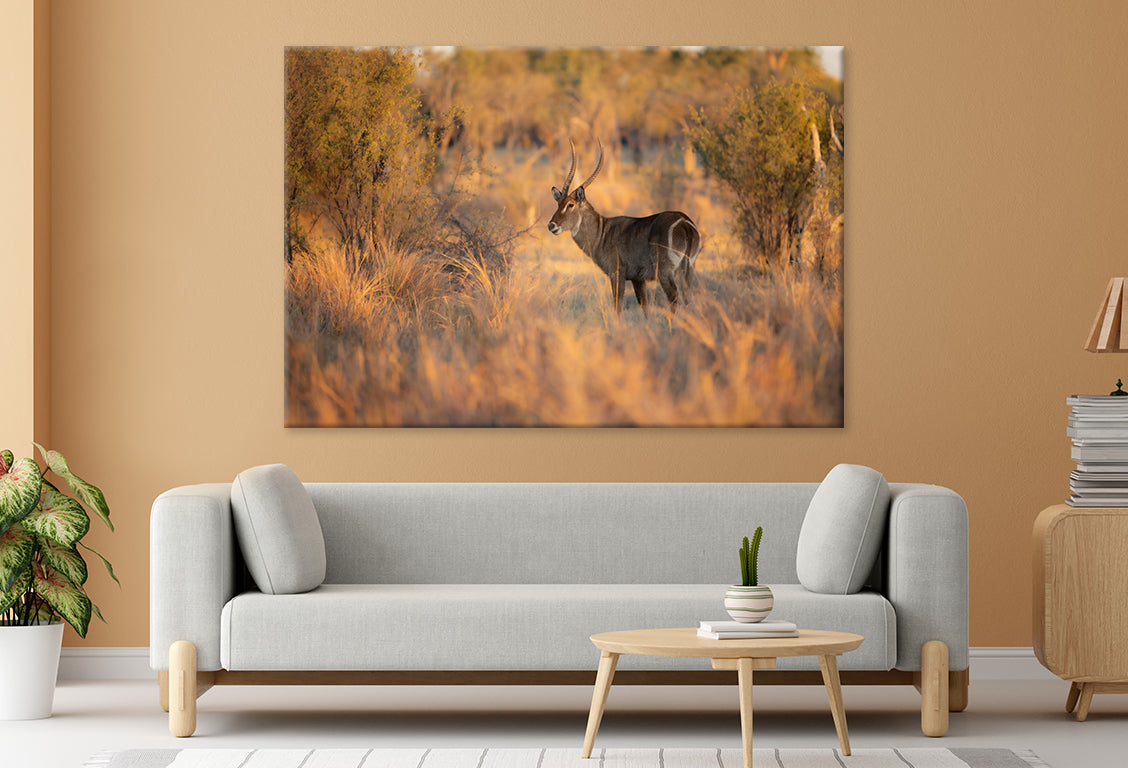Waterbuck Close-Up in Uganda Wall Art Decor 100% Australian Made - Bella Home Decor