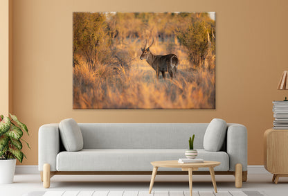Waterbuck Close-Up in Uganda Wall Art Decor 100% Australian Made - Bella Home Decor