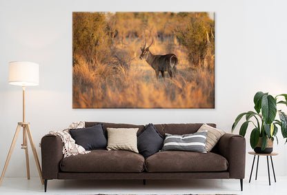 Waterbuck Close-Up in Uganda Wall Art Decor 100% Australian Made - Bella Home Decor