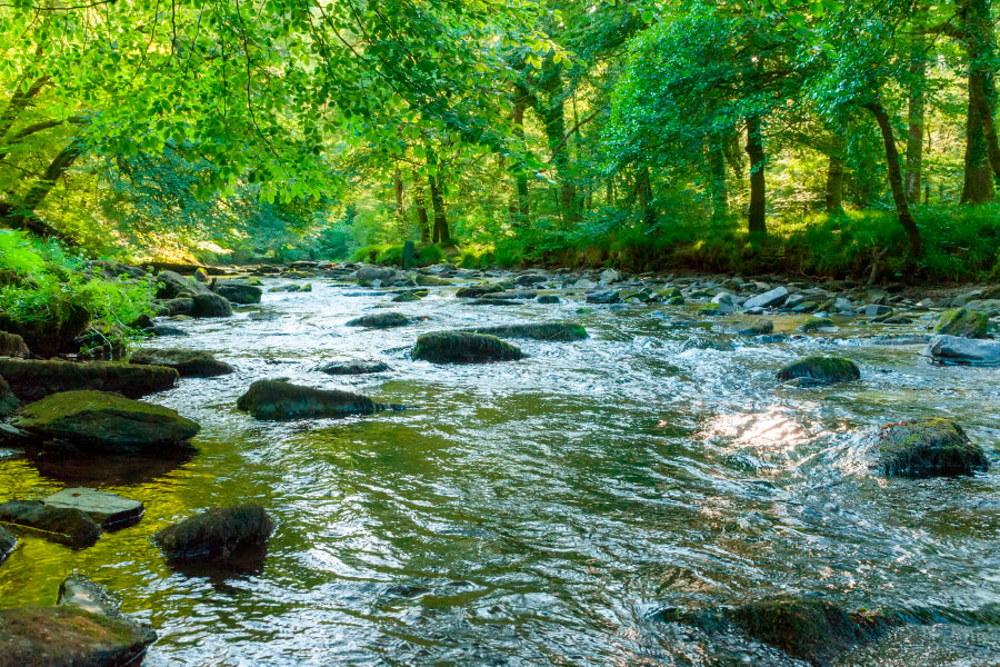 Along The River Barle in Tarr Steps Woodland Home Decor Premium Quality Poster Print Choose Your Sizes