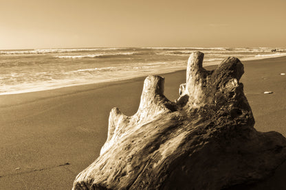 Old Log Driftwood Washed Up on Beach in Sepia Tones Wall Art Decor 100% Australian Made