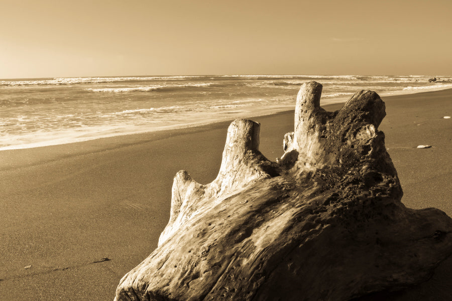 Old Log Driftwood Washed Up on Beach in Sepia Tones Home Decor Premium Quality Poster Print Choose Your Sizes - Bella Home Decor