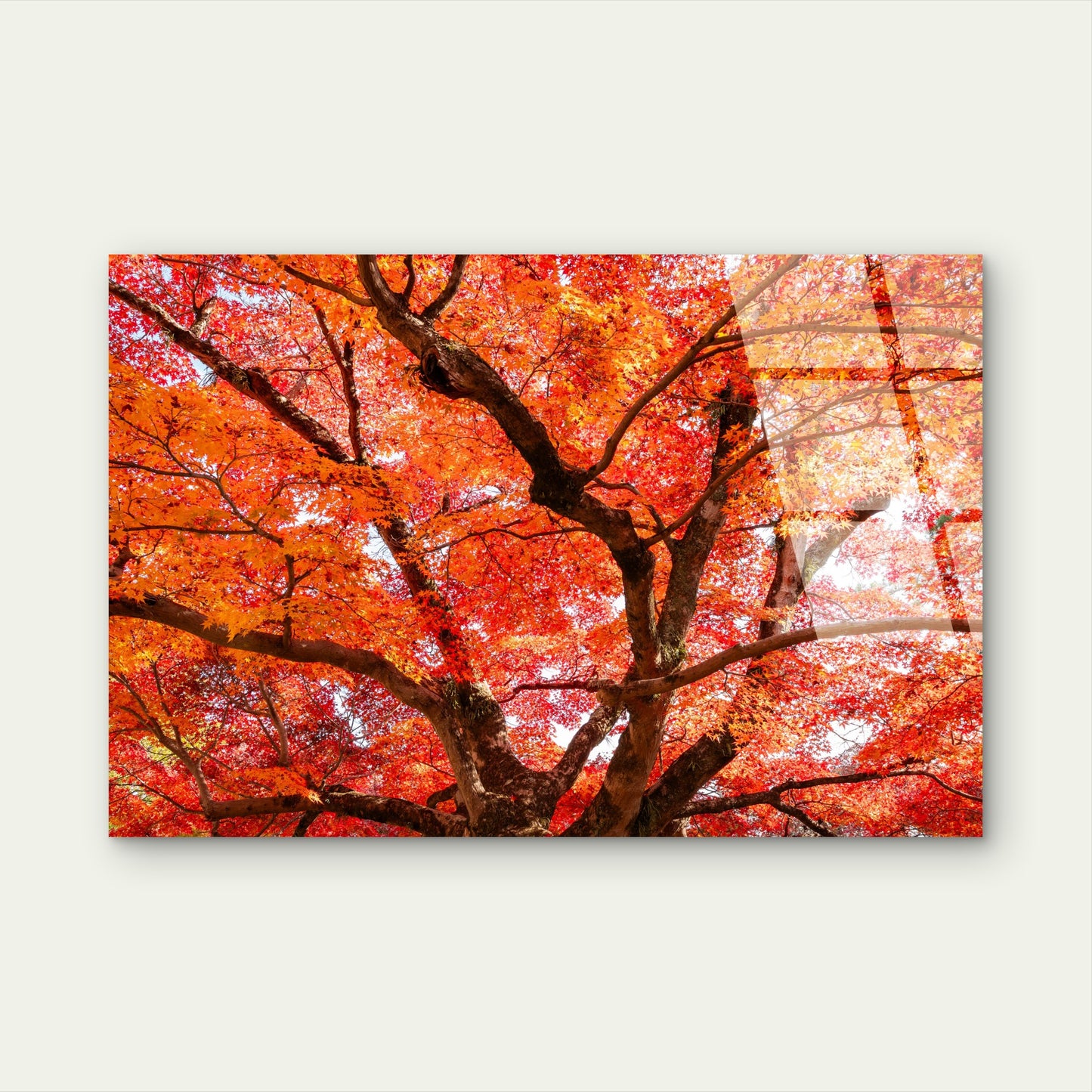 Orange Red Autumn Japanese Maple Tree  Acrylic Glass Printing Wall Art Australian Made Quality