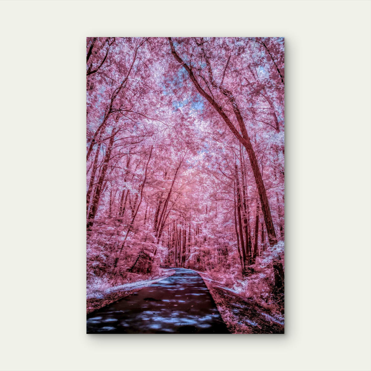 Enchanting Cherry Blossom Tunnel 60x90cm Metal Print Ready to Hang