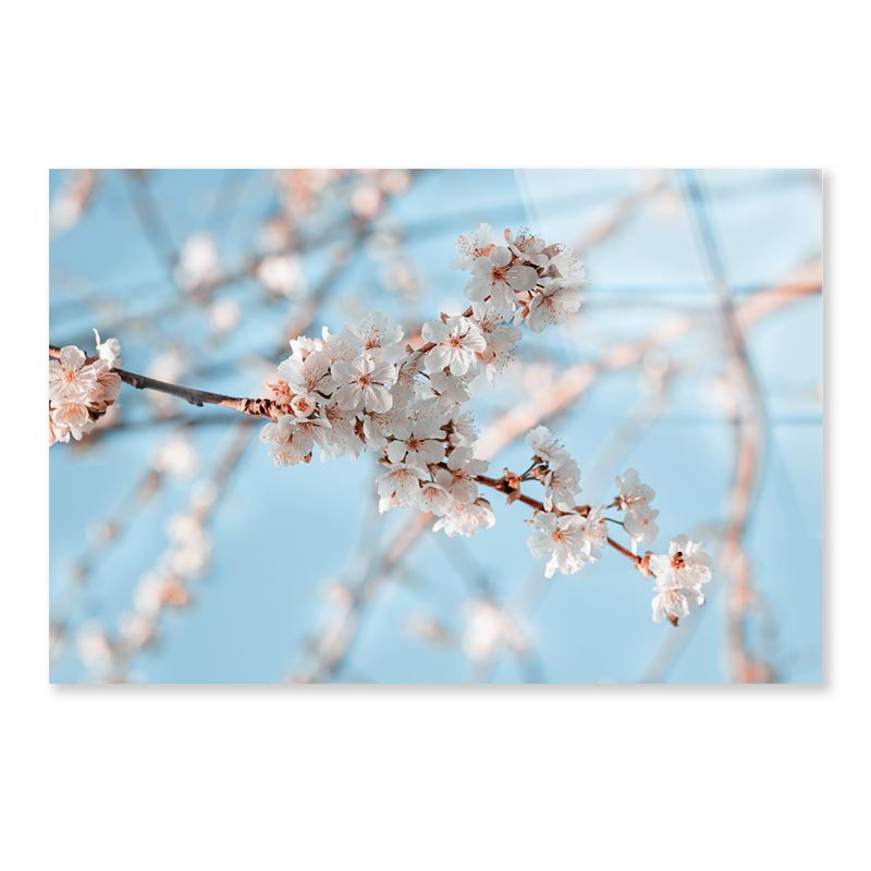 Close-Up Of the Blossoming Branch in Spring Acrylic Glass Print Tempered Glass Wall Art 100% Made in Australia Ready to Hang - Bella Home Decor