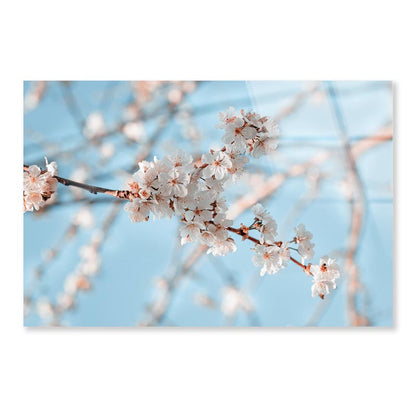 Close-Up Of the Blossoming Branch in Spring Acrylic Glass Print Tempered Glass Wall Art 100% Made in Australia Ready to Hang - Bella Home Decor
