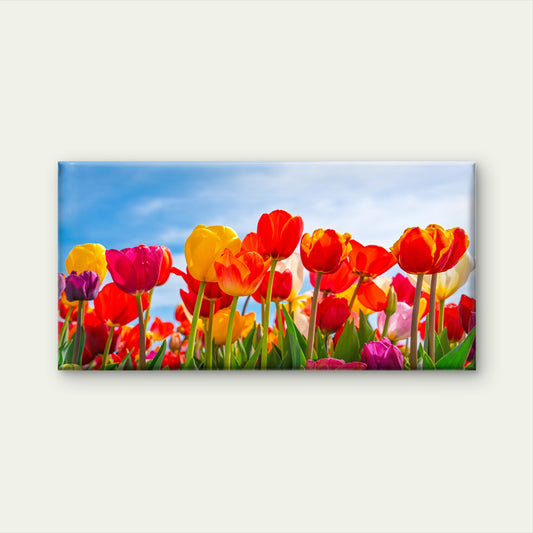Dutch Tulip Field Blue Sky Wall Art Canvas Office Home Room Framed 120x60cm