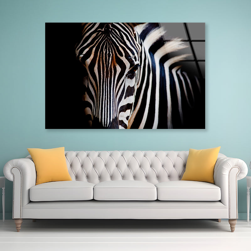 Wild Zebra in Black Background Acrylic Glass Print Tempered Glass Wall Art 100% Made in Australia Ready to Hang