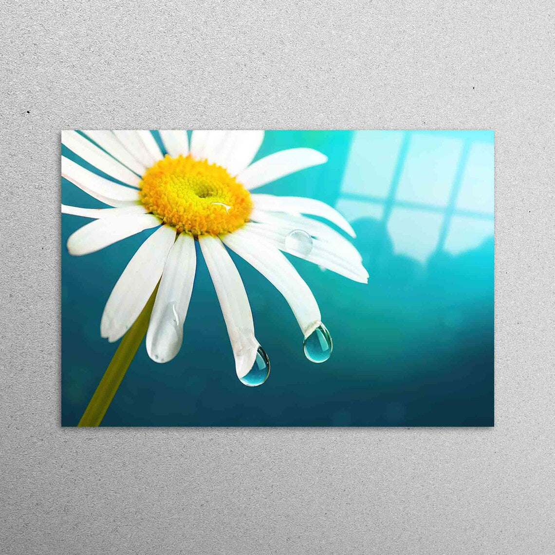 Daisy, Flower Lover Acrylic Glass Print Tempered Glass Wall Art 100% Made in Australia Ready to Hang