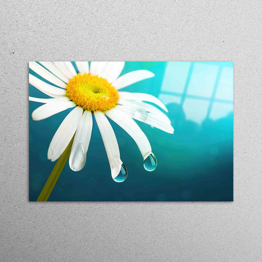 Daisy, Flower Lover Acrylic Glass Print Tempered Glass Wall Art 100% Made in Australia Ready to Hang