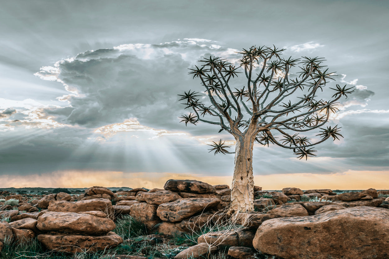 Quiver Tree at Striking Sunset Desert Keetmanshoop Namibia Wall Art Decor 100% Australian Made