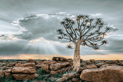 Quiver Tree at Striking Sunset Desert Keetmanshoop Namibia Wall Art Decor 100% Australian Made