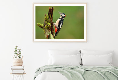 Great Spotted Woodpecker Home Decor Premium Quality Poster Print Choose Your Sizes