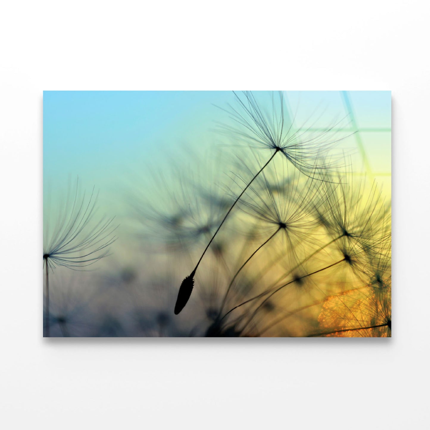 Golden Sunset & Dandelion Acrylic Glass Print Tempered Glass Wall Art 100% Made in Australia Ready to Hang