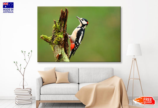 Great Spotted Woodpecker Wall Art Decor 100% Australian Made