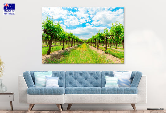 Barossa Valley Grape Vines South Australia Wall Art Decor 100% Australian Made