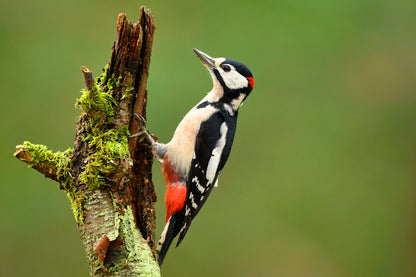 Great Spotted Woodpecker Acrylic Glass Print Tempered Glass Wall Art 100% Made in Australia Ready to Hang - Bella Home Decor