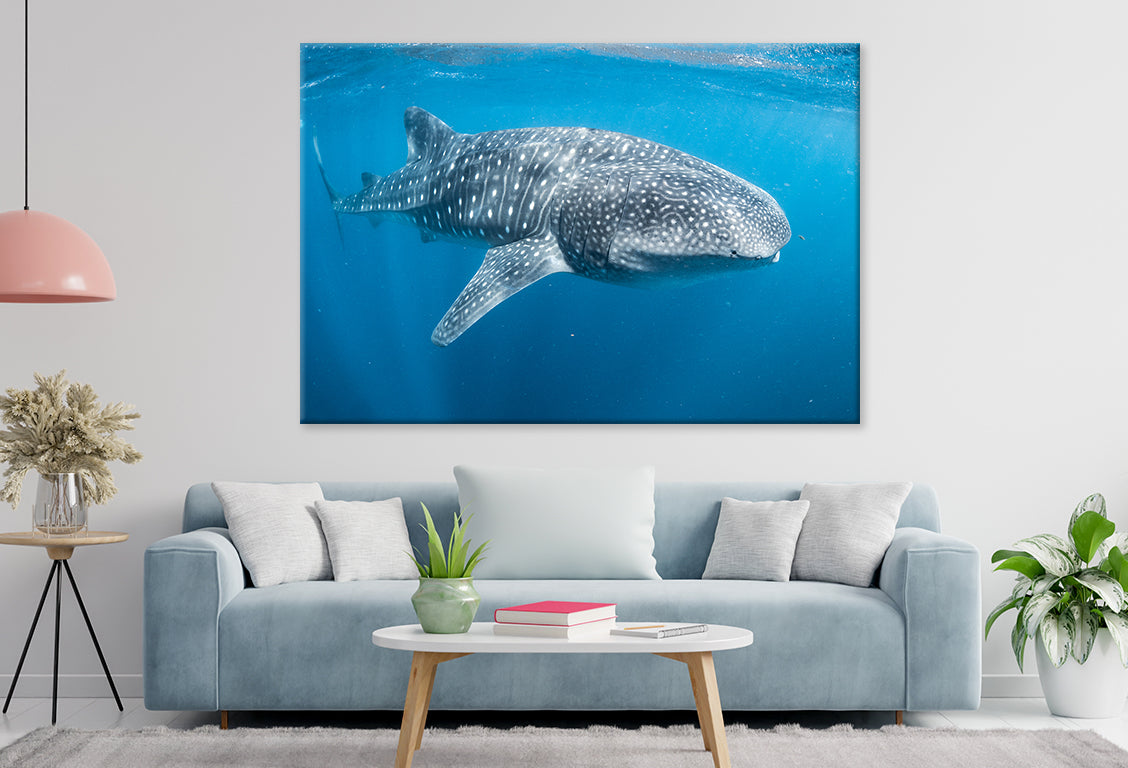 Ningaloo Reef Western Australia Whale Shark Wall Art Decor 100% Australian Made