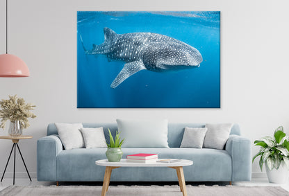 Ningaloo Reef Western Australia Whale Shark Wall Art Decor 100% Australian Made