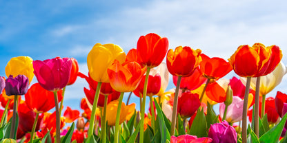 Dutch Tulip Field Blue Sky Wall Art Canvas Office Home Room Framed 120x60cm