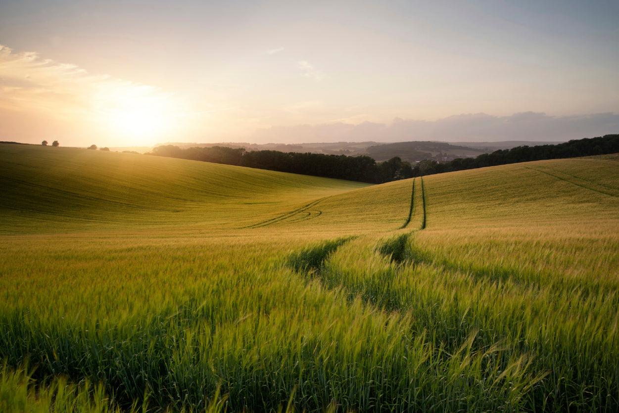 View of a Grassy Field with a Sun, Sky & Plants Home Decor Premium Quality Poster Print Choose Your Sizes