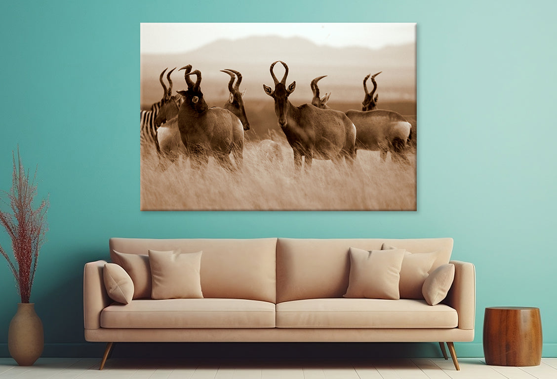 Monochrome Portrait of Hartebeest Wall Art Decor 100% Australian Made - Bella Home Decor