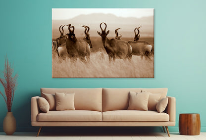 Monochrome Portrait of Hartebeest Wall Art Decor 100% Australian Made - Bella Home Decor