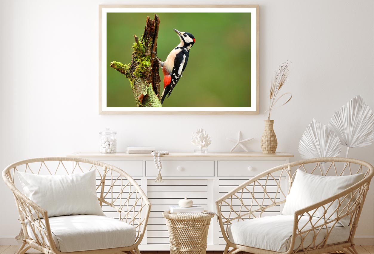 Great Spotted Woodpecker Home Decor Premium Quality Poster Print Choose Your Sizes