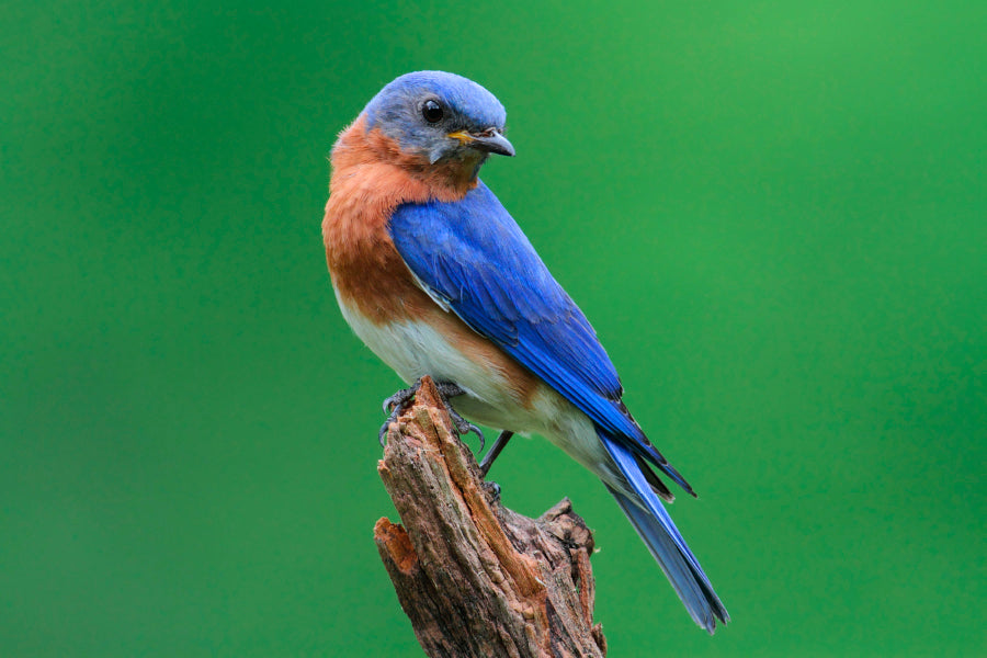 Blue Bird Sitting on Top of a Tree Branch Home Decor Premium Quality Poster Print Choose Your Sizes - Bella Home Decor