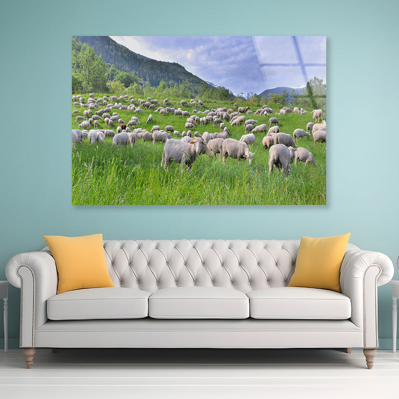 Flock of Sheep in Greenery Grassland at spring Acrylic Glass Print Tempered Glass Wall Art 100% Made in Australia Ready to Hang