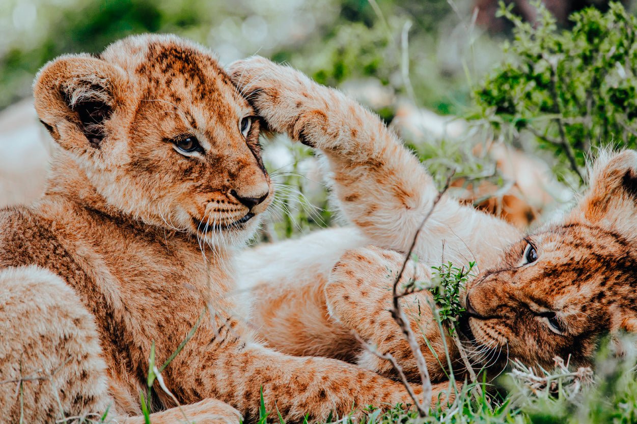 Lion Cubs Playing African Wildlife Nature Wall Art Decor 100% Australian Made