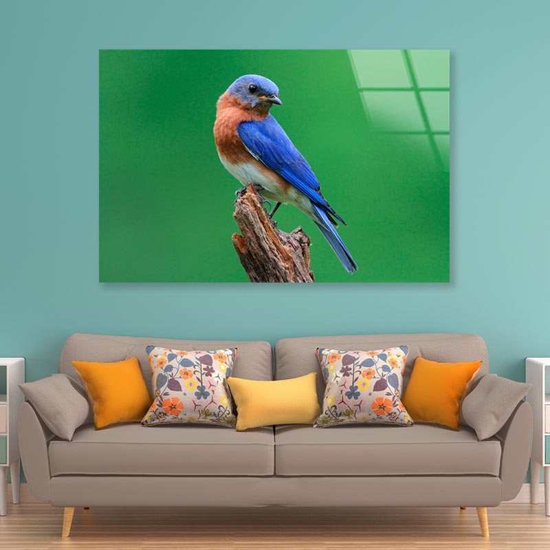 Blue Bird Sitting on Top of a Tree Branch Acrylic Glass Print Tempered Glass Wall Art 100% Made in Australia Ready to Hang