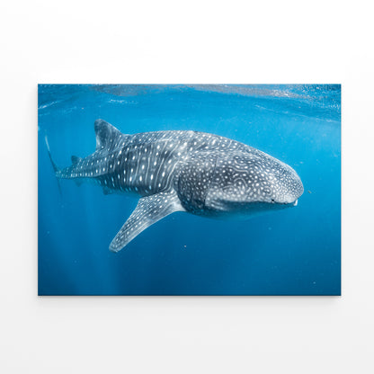 Ningaloo Reef Western Australia Whale Shark Wall Art Decor 100% Australian Made