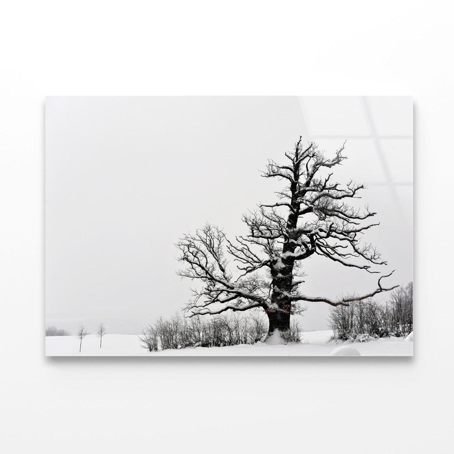 Oak Tree Winter Acrylic Glass Print Tempered Glass Wall Art 100% Made in Australia Ready to Hang