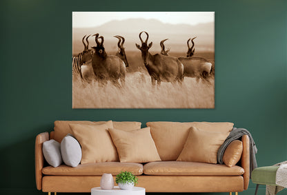 Monochrome Portrait of Hartebeest Wall Art Decor 100% Australian Made - Bella Home Decor