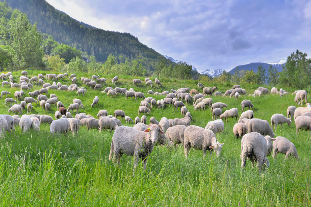 Flock of Sheep in Greenery Grassland at spring Home Decor Premium Quality Poster Print Choose Your Sizes - Bella Home Decor