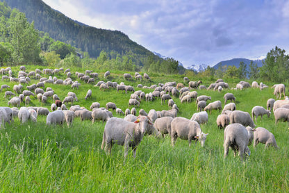 Flock of Sheep in Greenery Grassland at spring Home Decor Premium Quality Poster Print Choose Your Sizes - Bella Home Decor