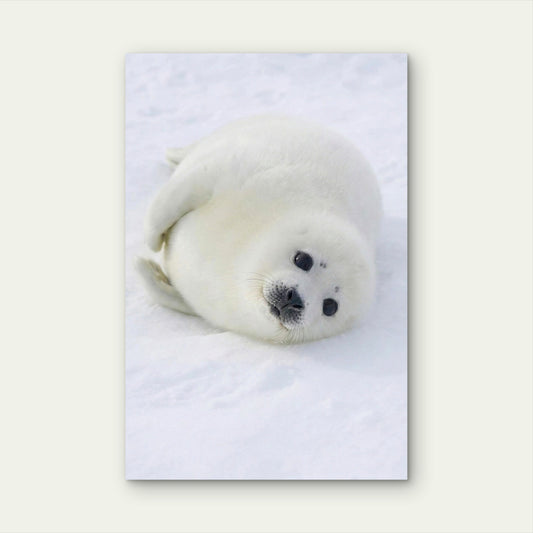 Baby Harp Seal Arctic 60x90cm Metal Print Ready to Hang