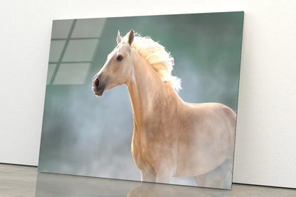 White Lusitano Horse in Movement Acrylic Glass Print Tempered Glass Wall Art 100% Made in Australia Ready to Hang