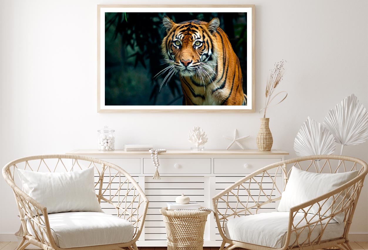 Proud Sumatran Tiger Prowling Towards Home Decor Premium Quality Poster Print Choose Your Sizes